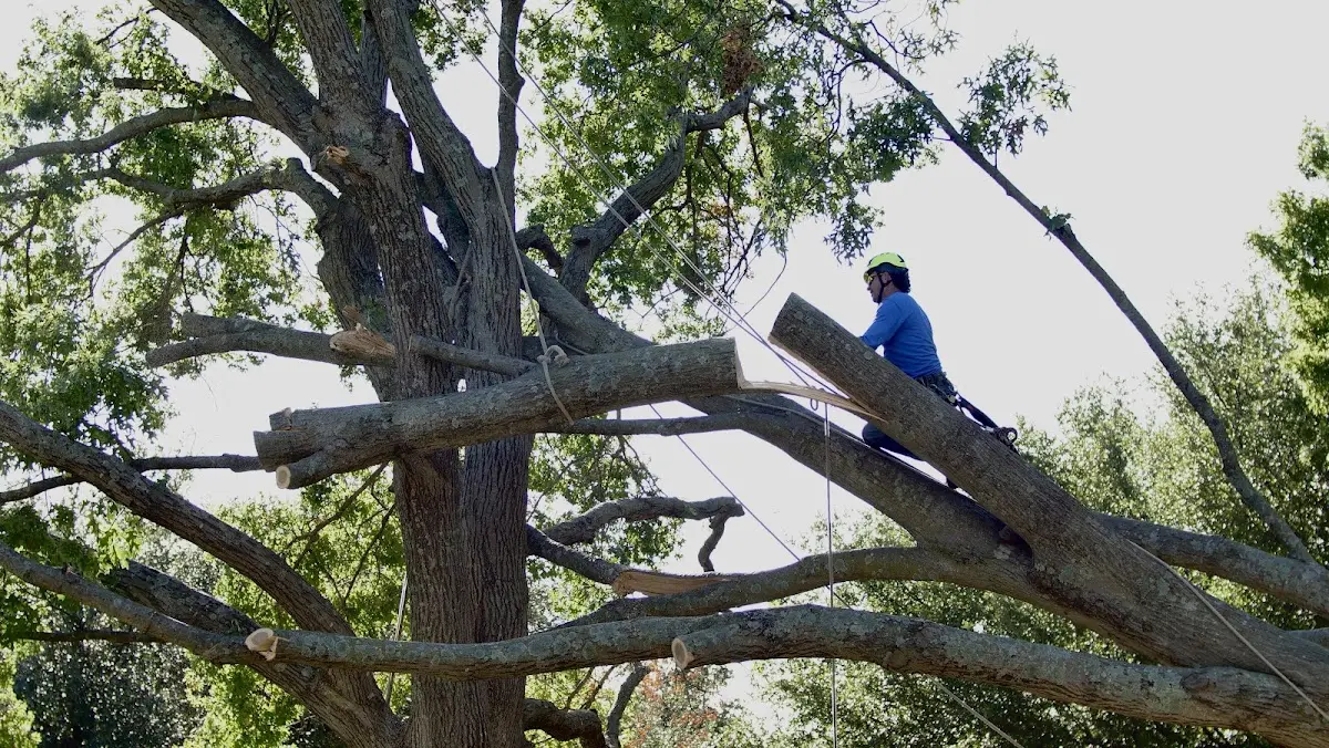 Professional Hazardous Tree Removal performed by certified arborists in Vining